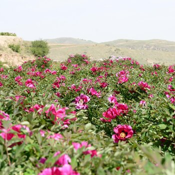 基地耐寒-43攝氏度低溫抗凍品種觀賞苗中川牡丹苗種植基地是我國西北